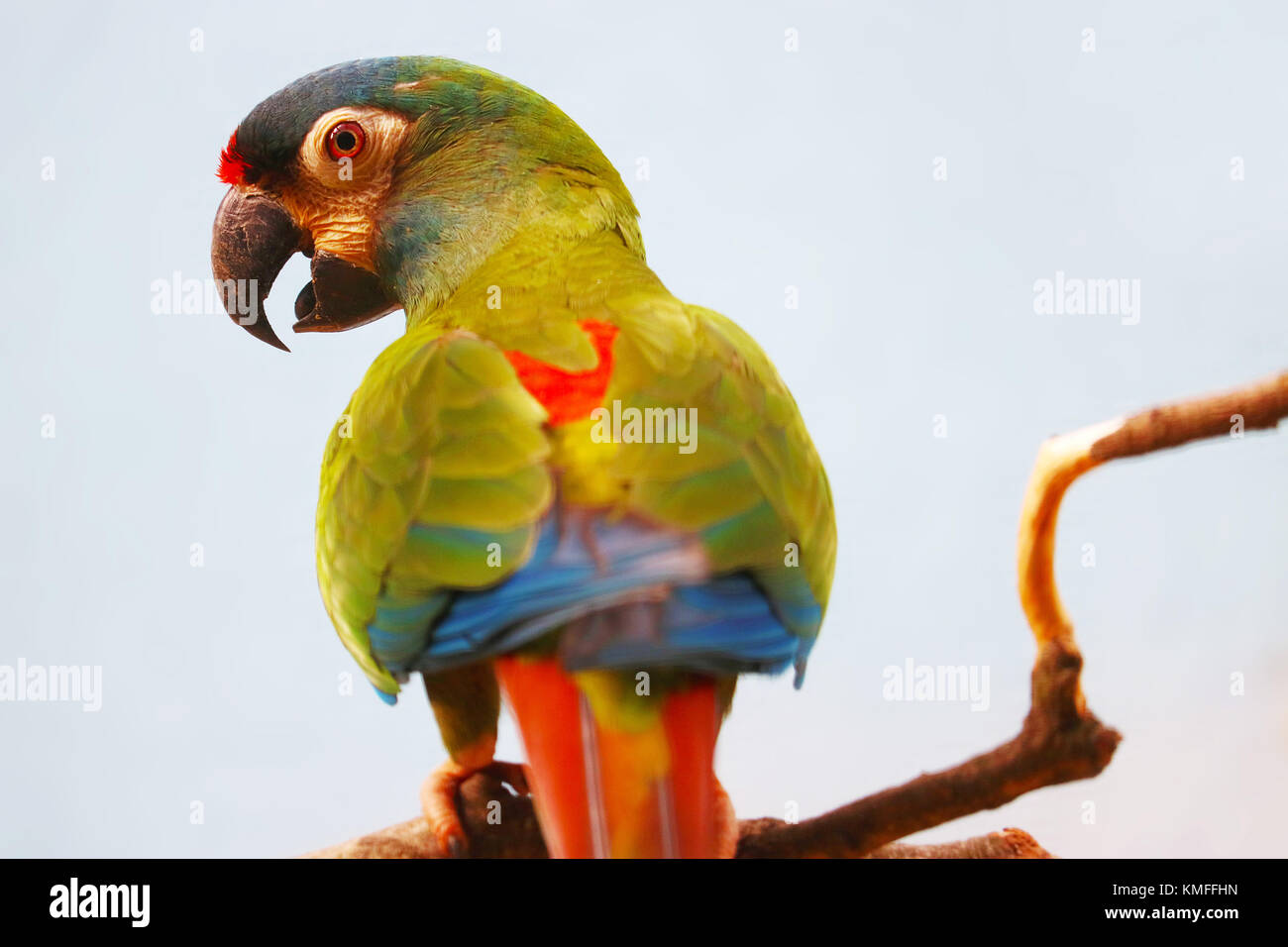 Gazouillis colorés perroquet maracana maracana (Larus) en vue de l'arrière de se percher sur une branche devant un arrière-plan gris Banque D'Images