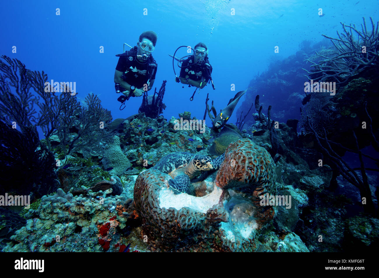 Regarder les plongeurs l'interaction de différentes espèces de la vie marine qu'ils ont accès à la même source de nourriture. Banque D'Images