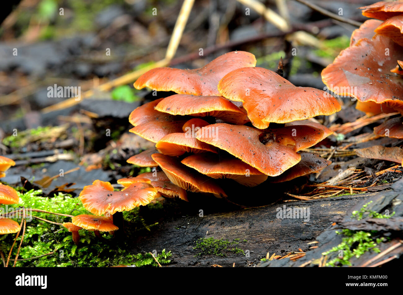 Les champignons sur une souche d'arbre dans la forêt Banque D'Images