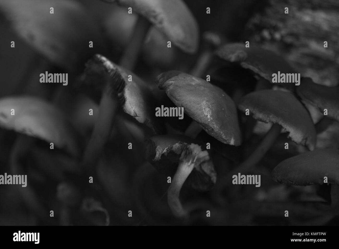 champignons Banque D'Images