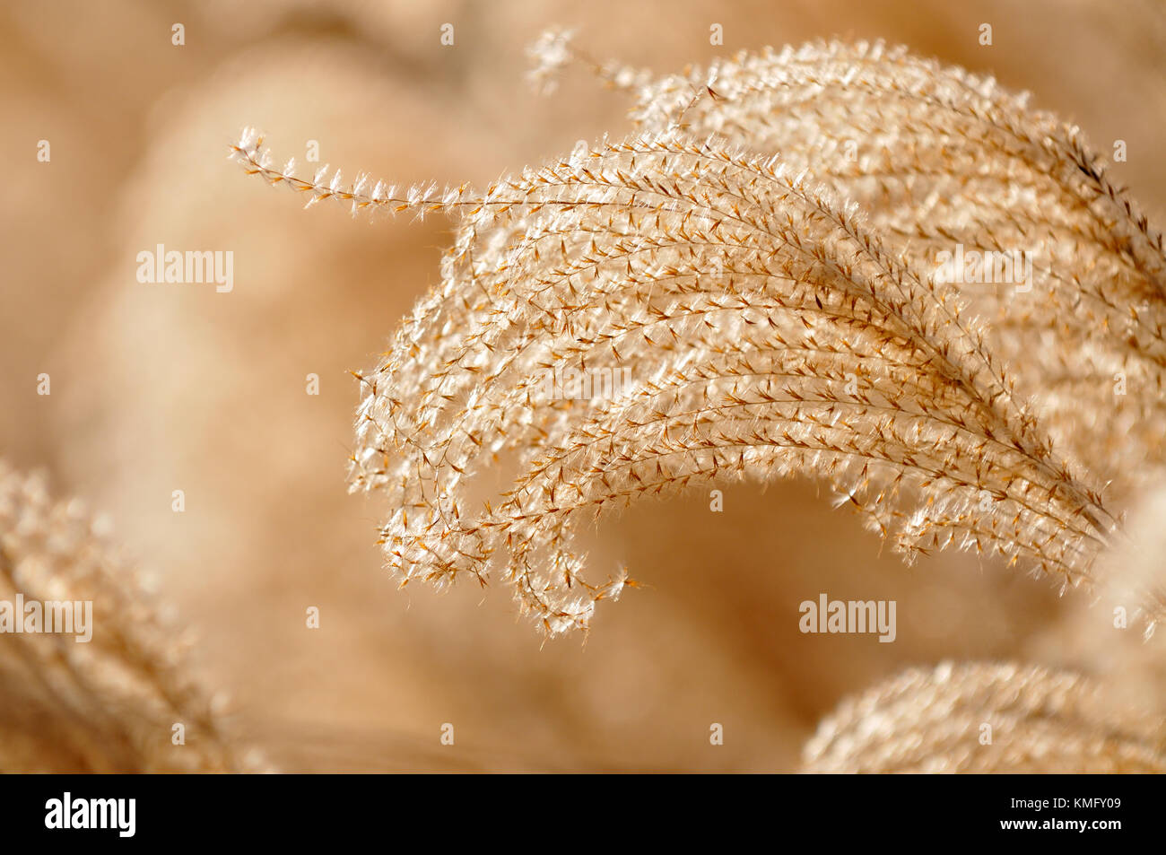 Fond d'herbe ornementale. détail de l'herbe de jeune fille (Miscanthus sinensis) à l'automne. Voûte gracieuse avec de belles tiges couleur bronze. Banque D'Images