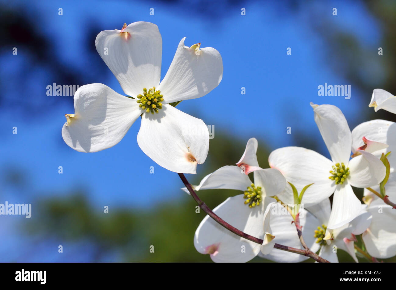 Cornouiller fleuri détail. fleur blanche sur la branche d'arbre isolé sur ciel bleu Banque D'Images