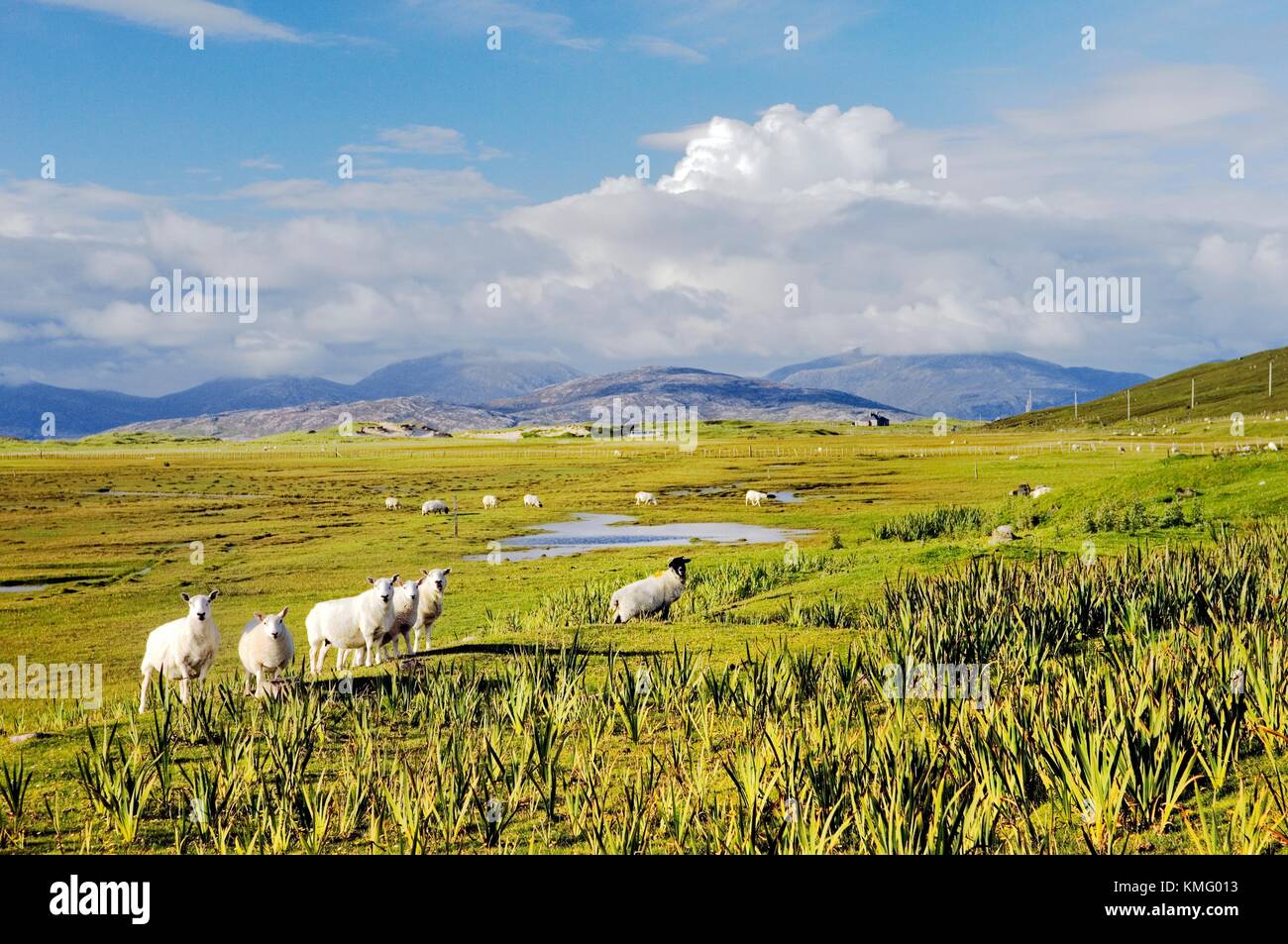 Isle of Harris, célèbre pour la laine des moutons Harris Tweed. Hébrides extérieures, en Écosse. Moutons dans Scarasta Traigh nord-est de paysage Banque D'Images
