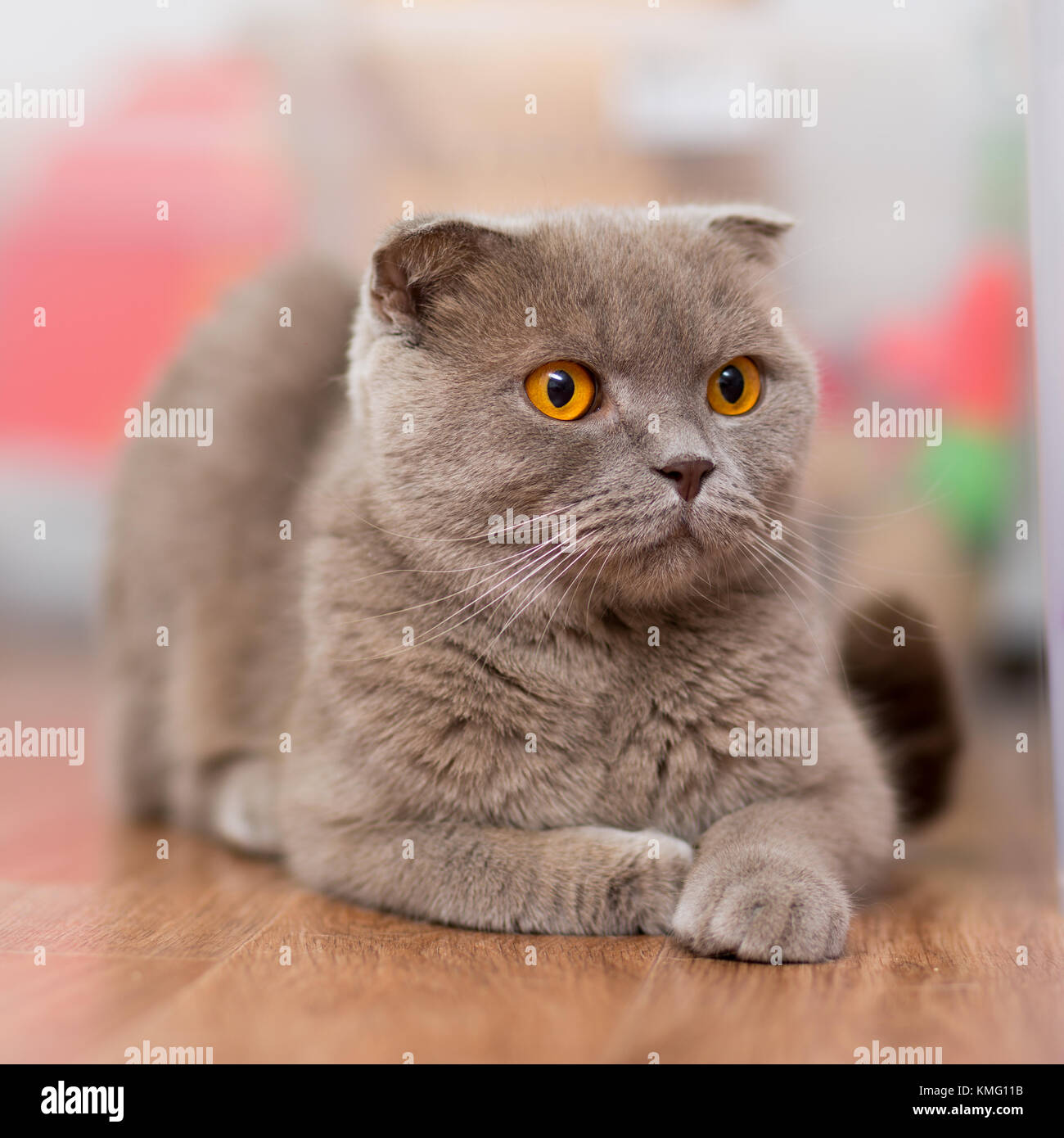 Race De Chat Scottish Fold Couleur Marron Avec Des Yeux Orange Se Trouvant Sur Le Plancher Photo Stock Alamy
