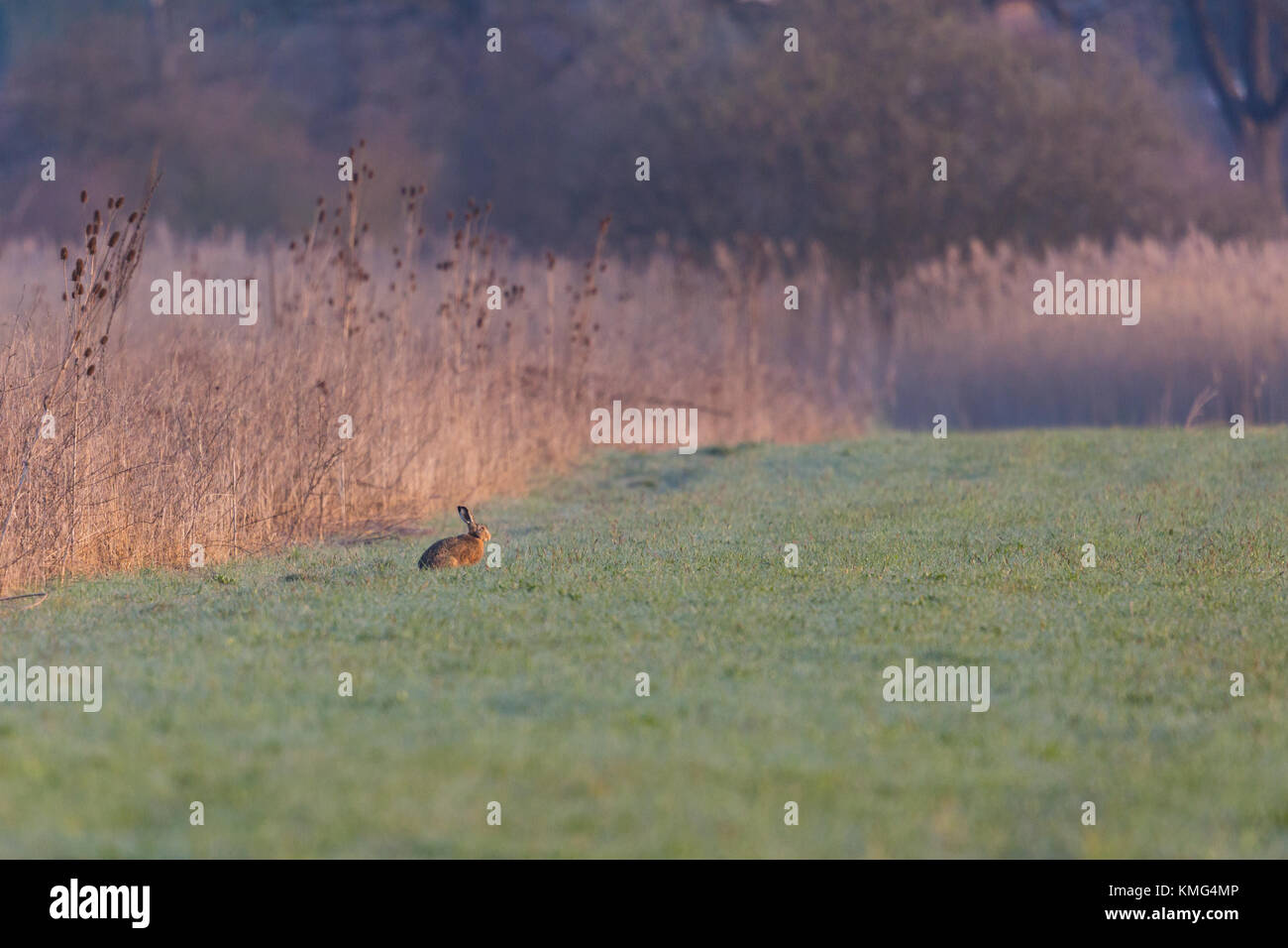 Naturel européen brown hare lièvre (Lepus europaeus) assis dans pré vert Banque D'Images