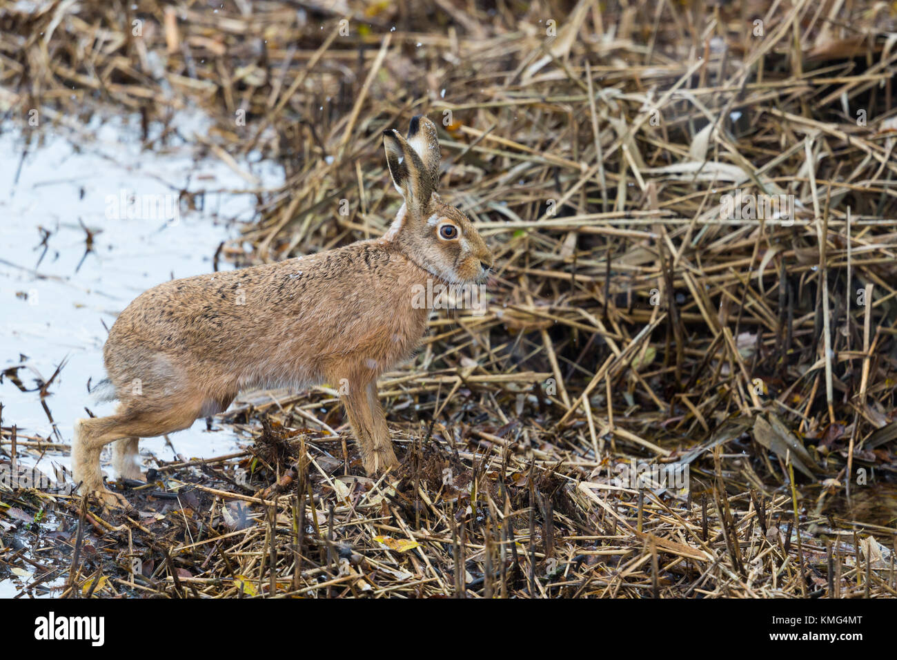 Naturel européen brown hare lièvre (Lepus europaeus) Reed, la neige en hiver Banque D'Images