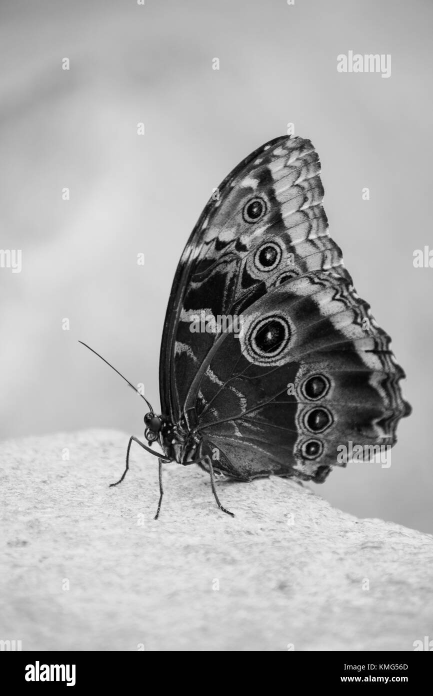 Un papillon perché sur une pierre en noir et blanc Banque D'Images