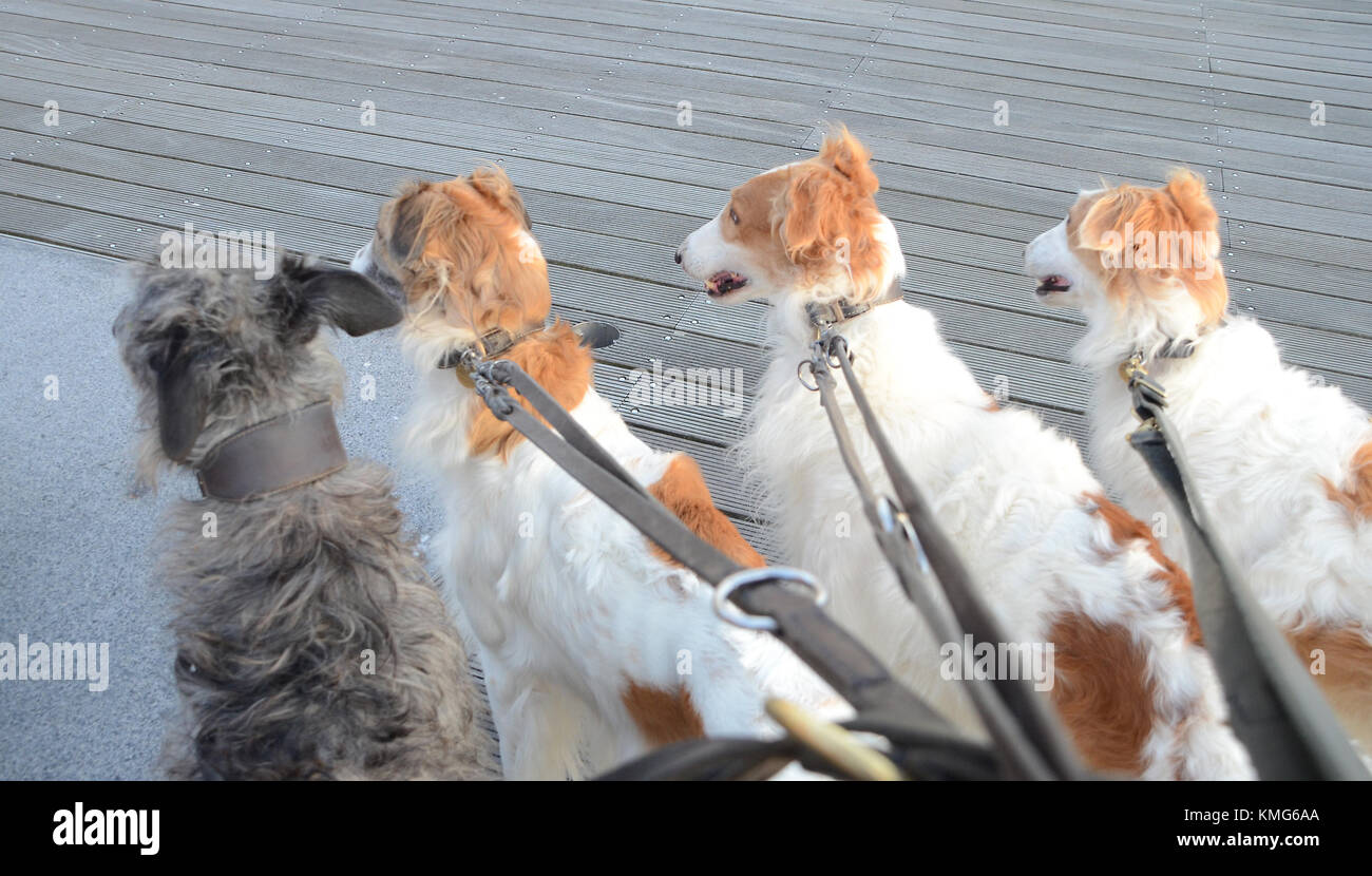 Quatuor de chiens prêter attention à quelque chose en dehors de la photo rame. Banque D'Images