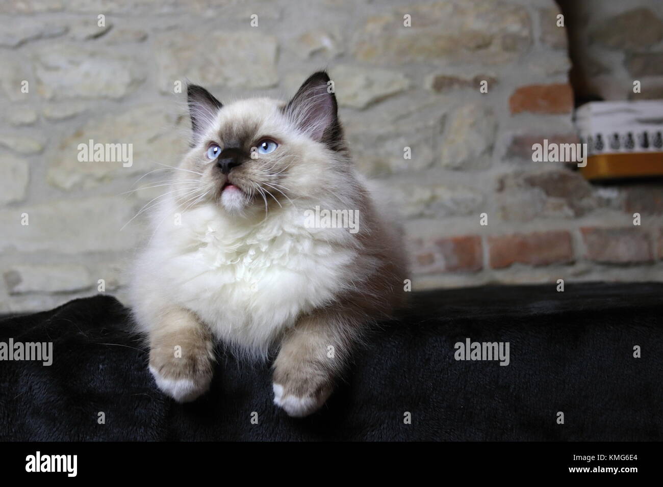 Les chats, chatons Ragdoll Banque D'Images