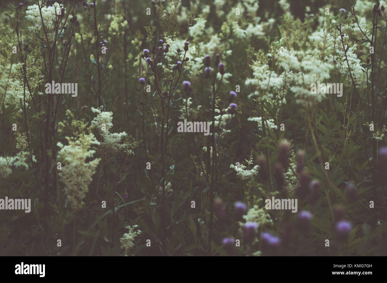 Meadow fleurs.plantes colorées. Banque D'Images