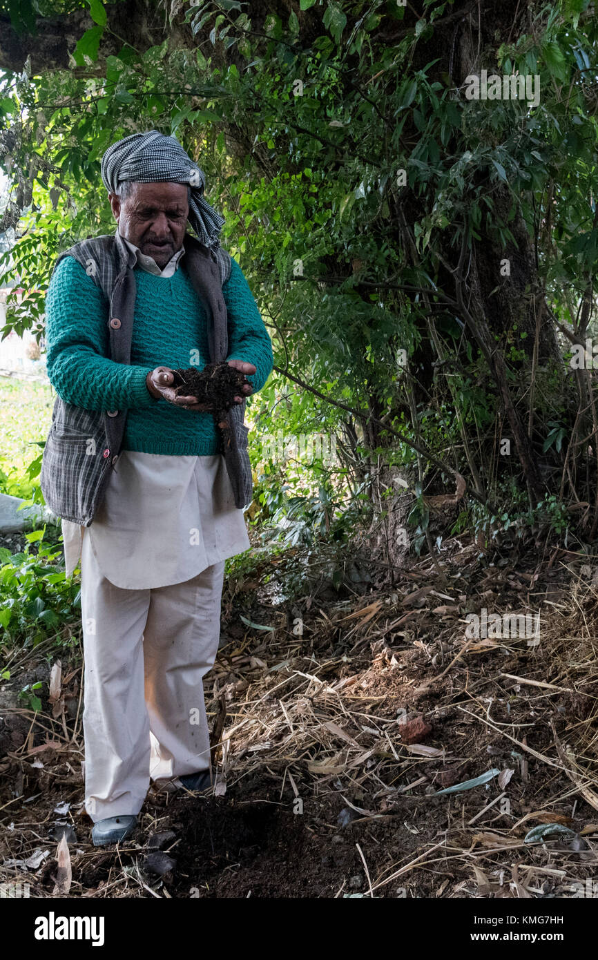 Un homme l'examen de la formation de compost de bouse de vache qui est utilisé dans l'agriculture biologique. Elle contribue au développement durable. Banque D'Images
