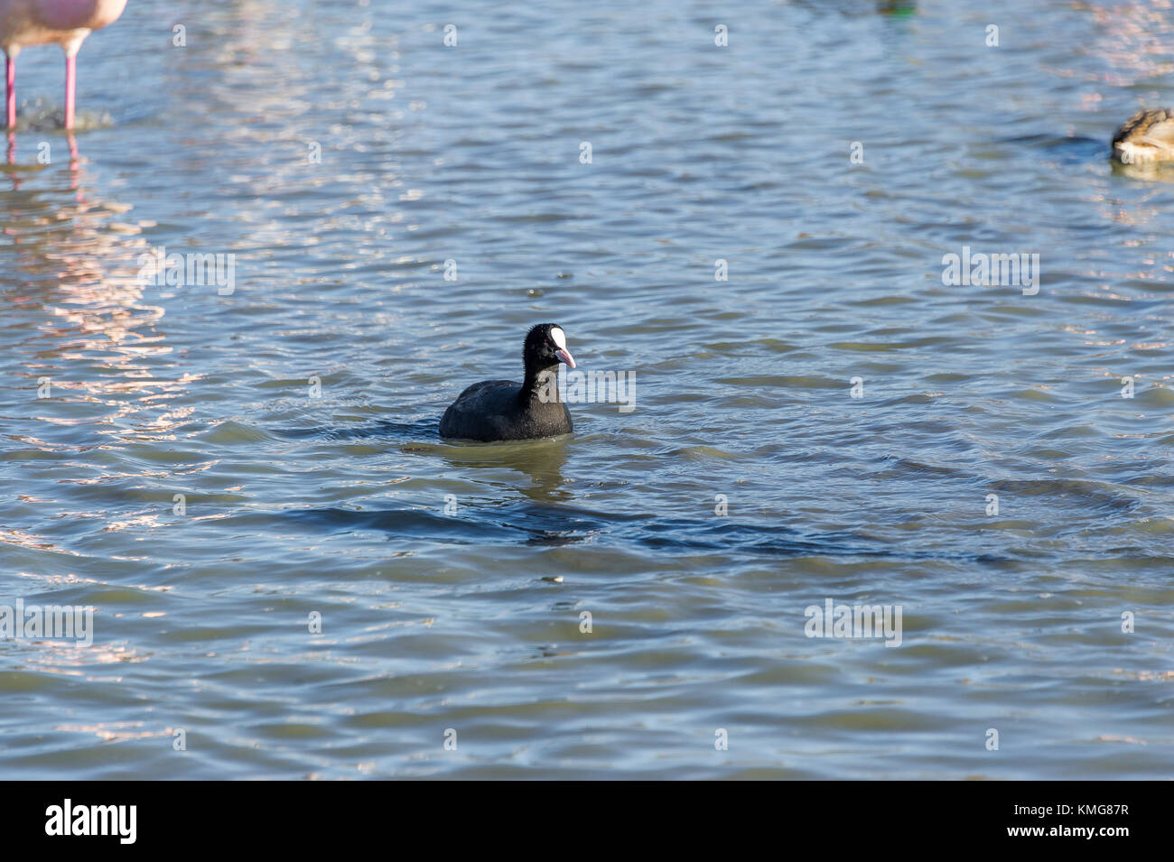 PONT DE GAU, CAMARGUE, FOULQUE MACROULE, BDR FRANCE 13 Banque D'Images