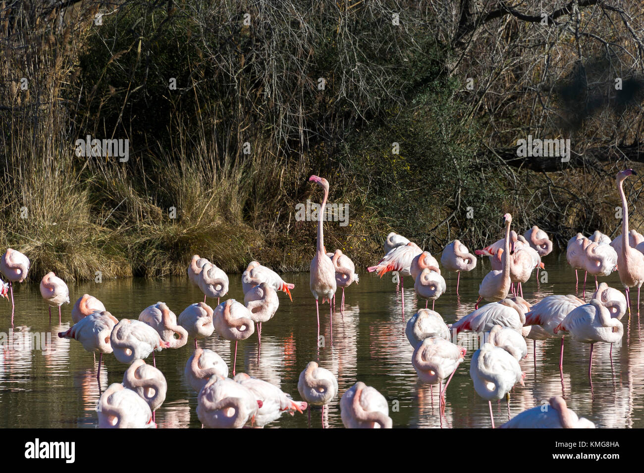 PONT DE GAU, CAMARGUE, FLAMANTS ROSES, BDR FRANCE 13 Banque D'Images