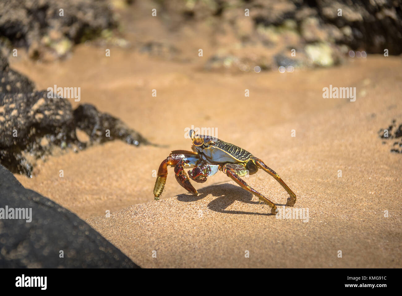 Crabe rouge coloré (Goniopsis cruentata) à Praia do Sancho Beach - Fernando de Noronha, Pernambouc, Brésil Banque D'Images