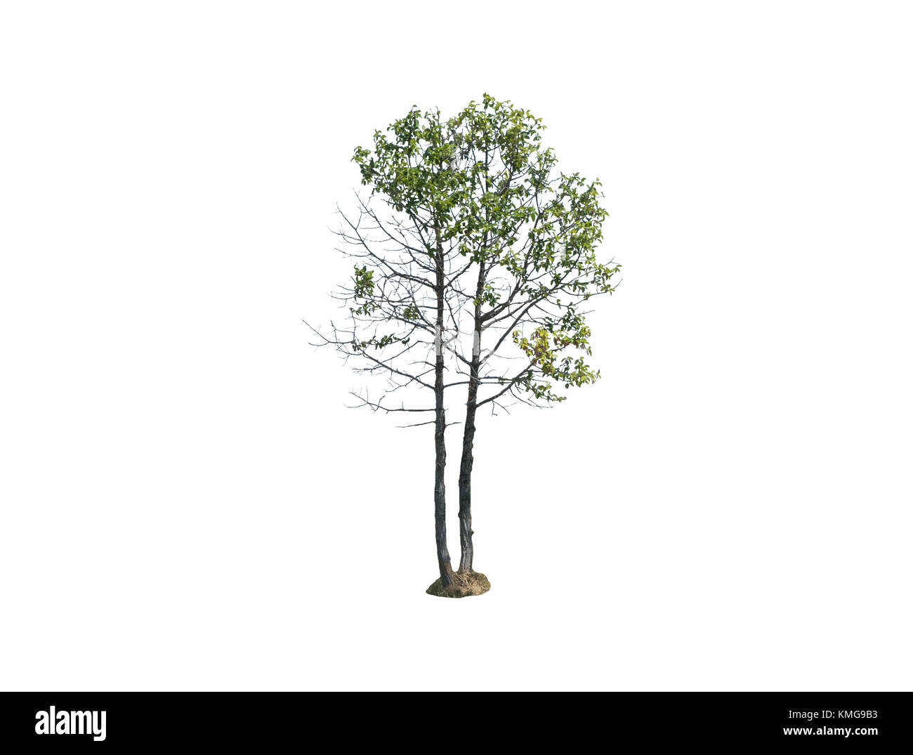 Arbre isolé sur whitbackground Banque D'Images