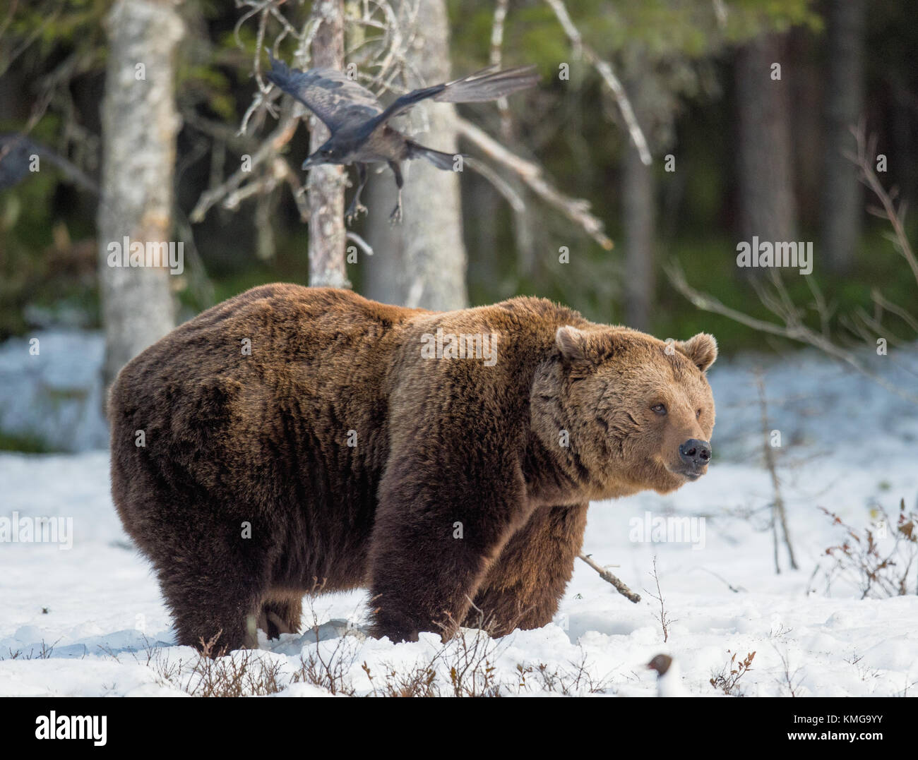 Portrait de l'ours brun mâle adulte sur un marécage couvert de neige au printemps. forêt eurasian ours brun (ursus arctos arctos) Banque D'Images
