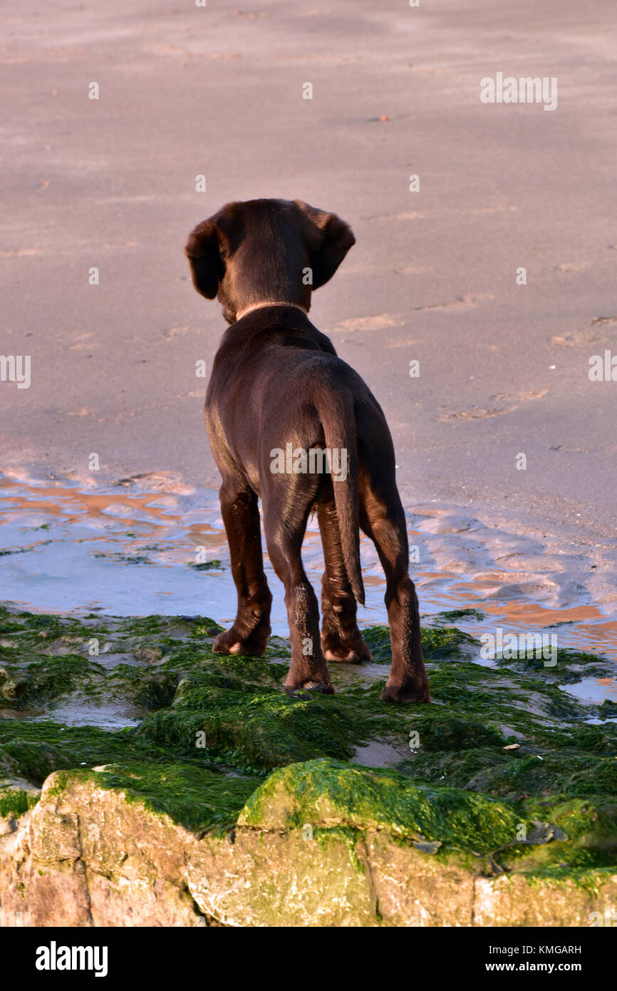 Un labradinger springador chiot ou jeune chien de race croisée ou pook debout sur l'algue et les rochers tandis que dehors sur une plage de sable fin. distrait. Banque D'Images