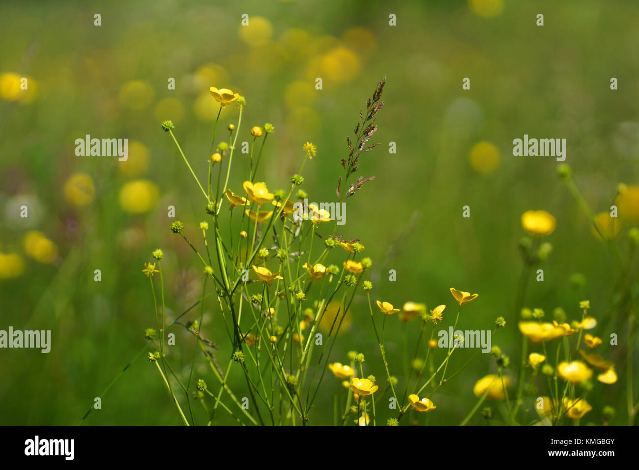 Fleurs et l'herbe éclairées par la lumière du soleil chaud de l'été sur un pré, abstract backgrounds naturel pour votre conception. meadow renoncules jaunes Banque D'Images