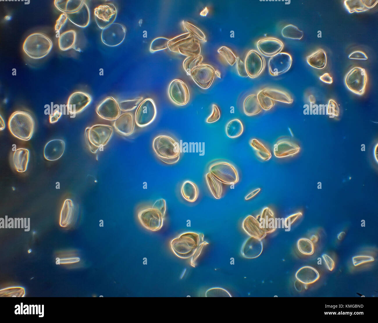 Photomicrographie diatomée Cocconeis placentula, eau douce, Yorkshire, UK Banque D'Images