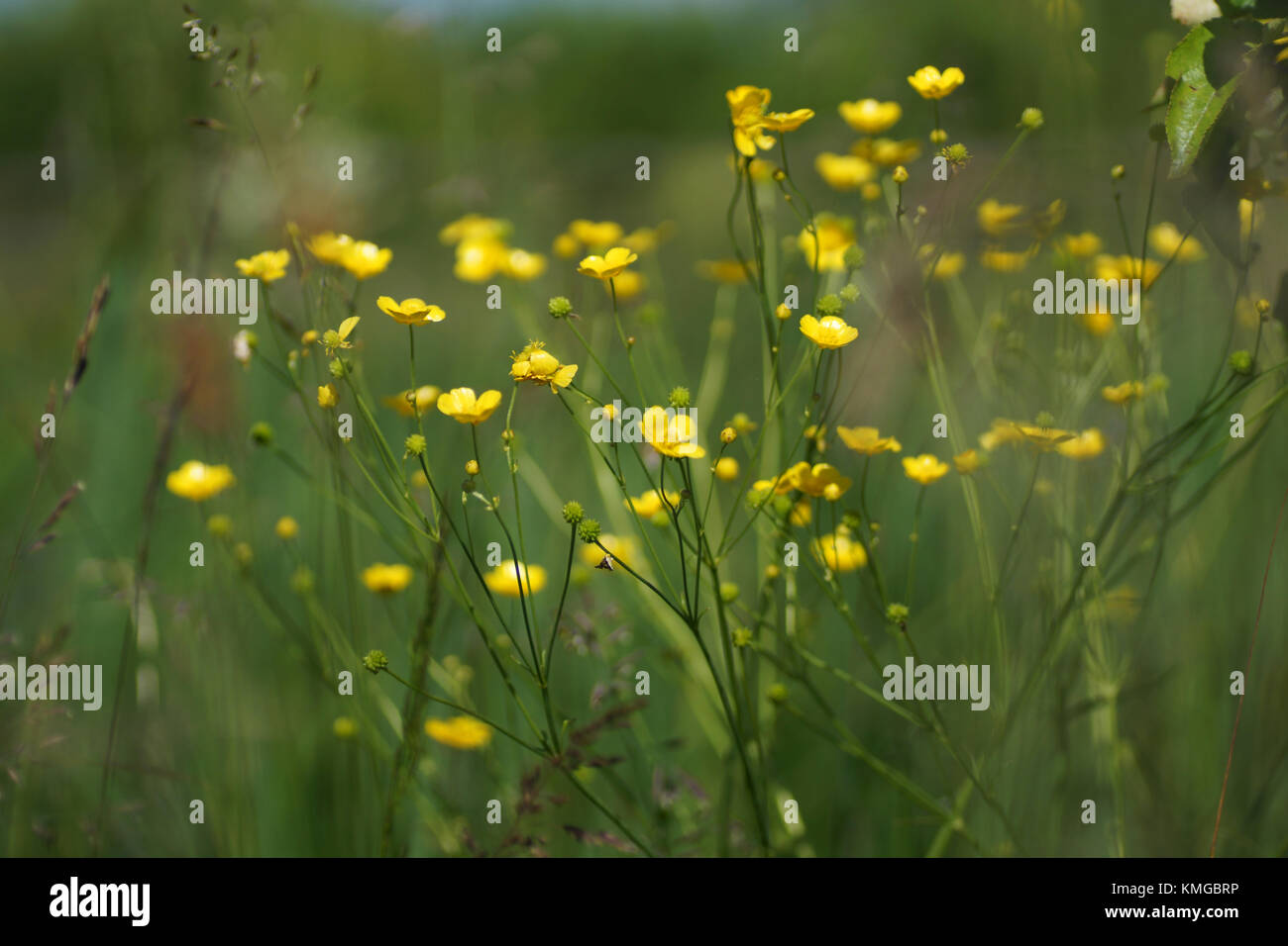 Fleurs et l'herbe éclairées par la lumière du soleil chaud de l'été sur un pré, abstract backgrounds naturel pour votre conception. meadow renoncules jaunes Banque D'Images
