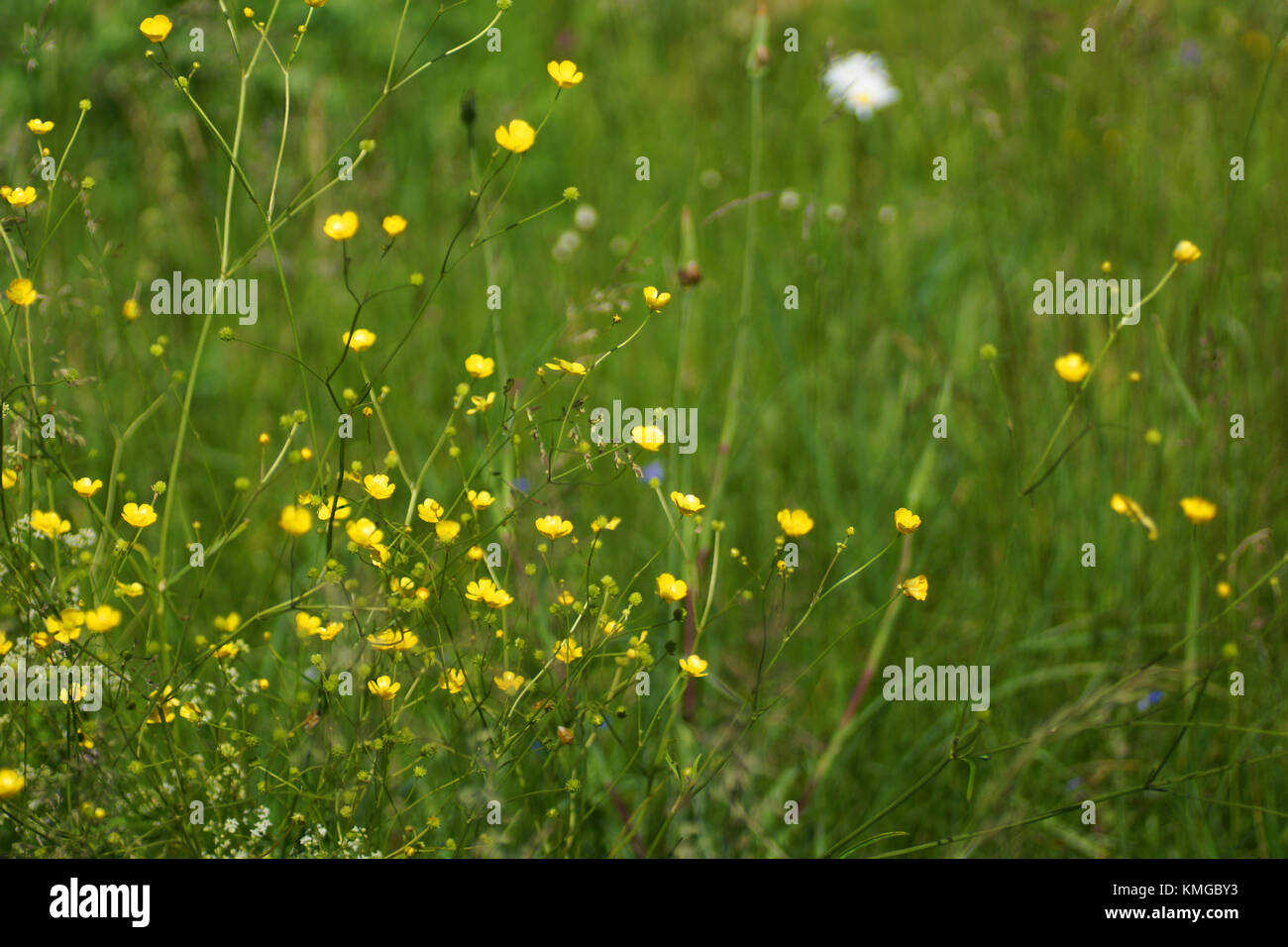 Fleurs et l'herbe éclairées par la lumière du soleil chaud de l'été sur un pré, abstract backgrounds naturel pour votre conception. meadow renoncules jaunes Banque D'Images