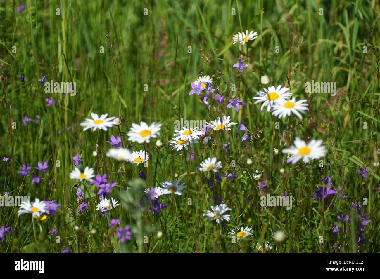 Fleurs et l'herbe éclairées par la lumière du soleil chaud de l'été sur un pré, abstract backgrounds naturel pour votre conception. Camomille Meadow Banque D'Images