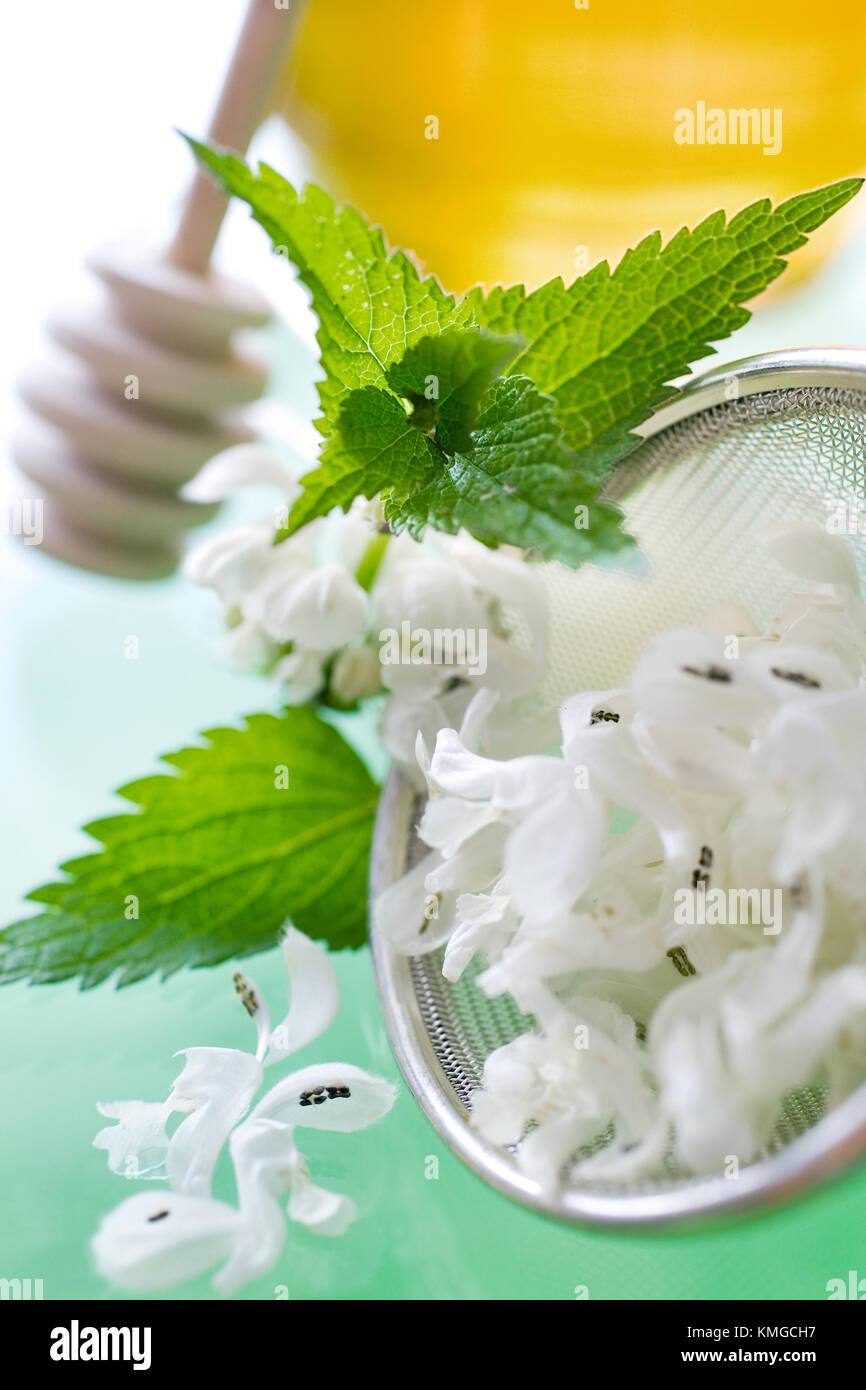 Dead-blanc ortie - Lamium album - lotion thé faite de fleurs blanches Banque D'Images