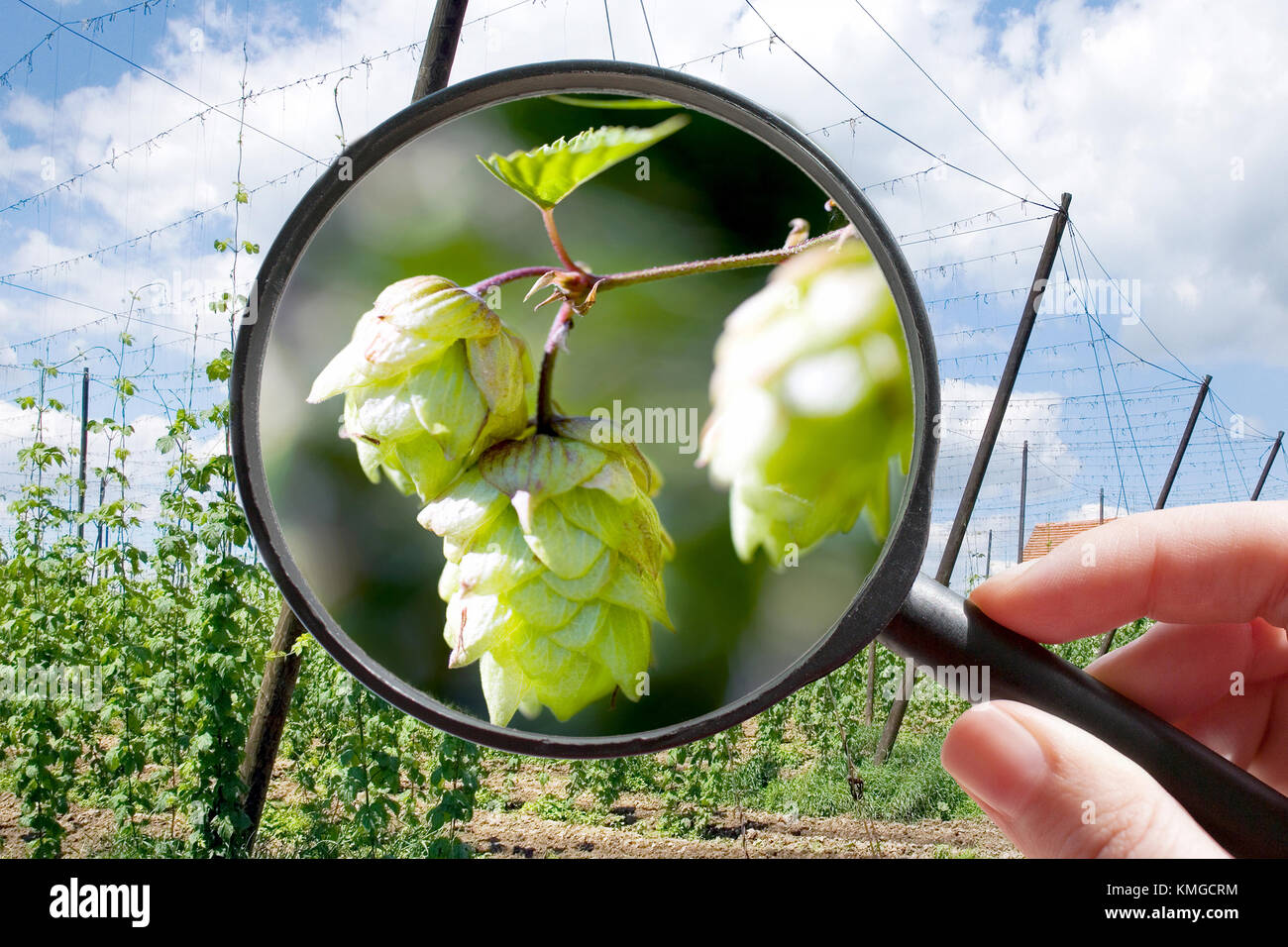 Dans le houblon humulus lupulus garden - République tchèque agriculture - agriculture écologique - Cônes de houblon sous la loupe Banque D'Images