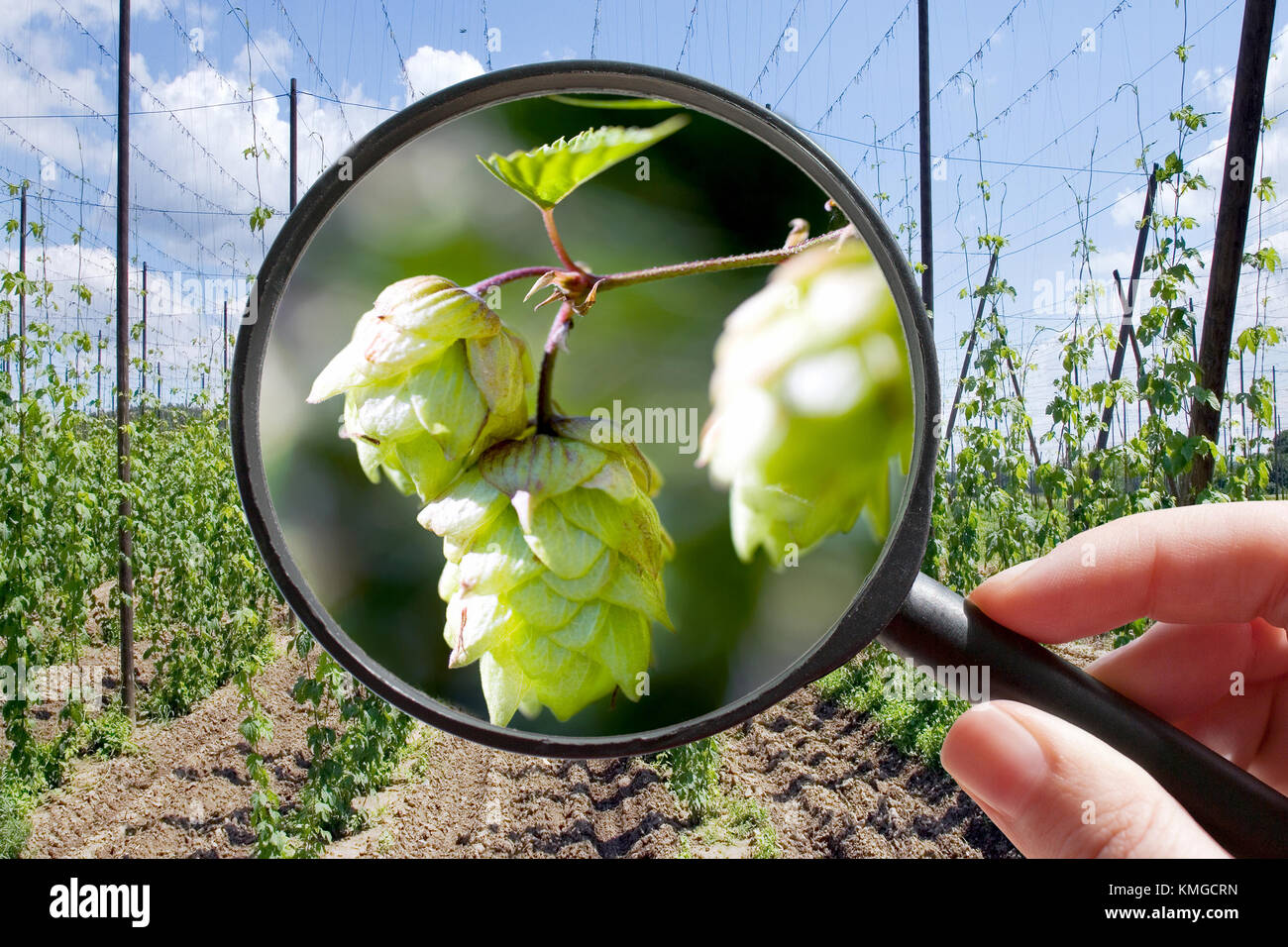 Dans le houblon humulus lupulus garden - République tchèque agriculture - agriculture écologique - Cônes de houblon sous la loupe Banque D'Images