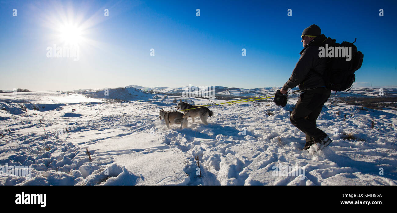 Flintshire, au nord du Pays de Galles, Royaume-Uni Météo. Ciel bleu clair revient après une journée de neige pour de nombreuses régions au pays de Galles. Un marcheur avec huskies prend de l'avis sur une promenade à travers Halkyn montagne avec le couvert de neige Clwydian range dans la distance après la tempête Dylan Banque D'Images