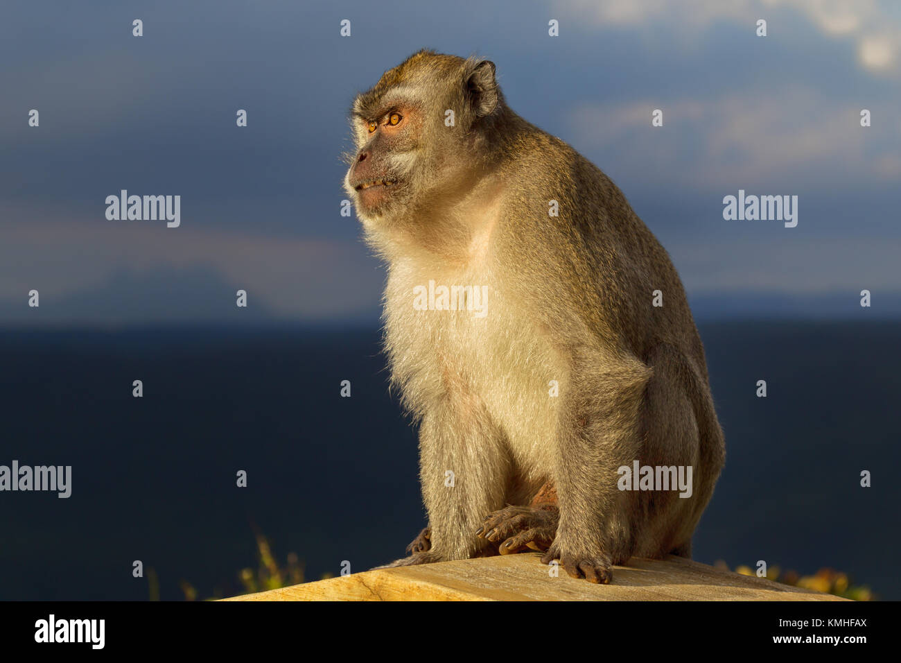 Manger du crabe macaque (Macaca fascicularis) dans le parc national des gorges de la rivière noire à l'Ile Maurice, l'Afrique. Banque D'Images