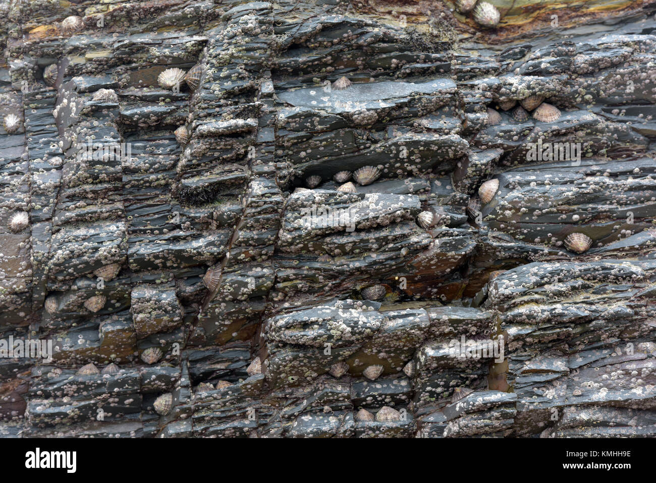 Certains des patelles bloqué ou coincé à un gros rocher sur une plage de Cornwall sur le littoral ou de la mer. sur la côte de la faune marine en Angleterre. Banque D'Images