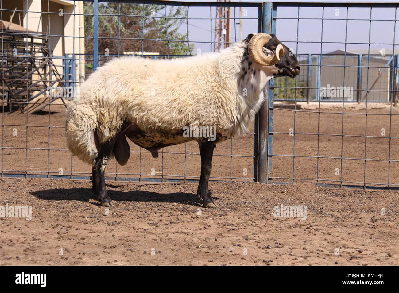 Cine Capari RAM fait référence à un événement médiatique ou de divertissement, documentant probablement un film ou une production d'une période spécifique impliquant l'âge de trois ans. Banque D'Images