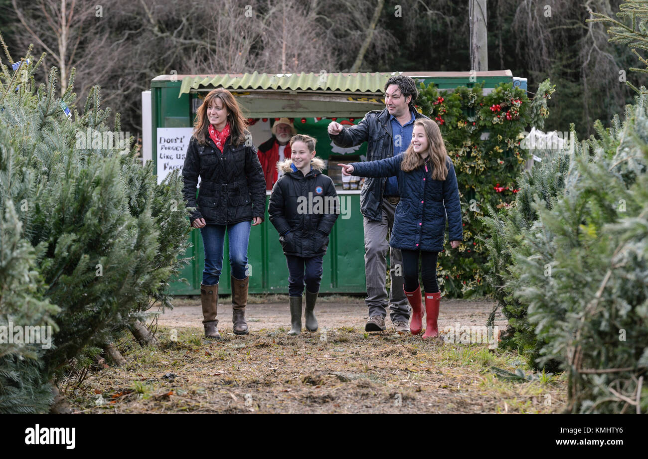 Les familles bénéficiant d'une journée en choisissant leur arbre de Noël à Hagley les arbres de Noël dans le Worcestershire. Banque D'Images
