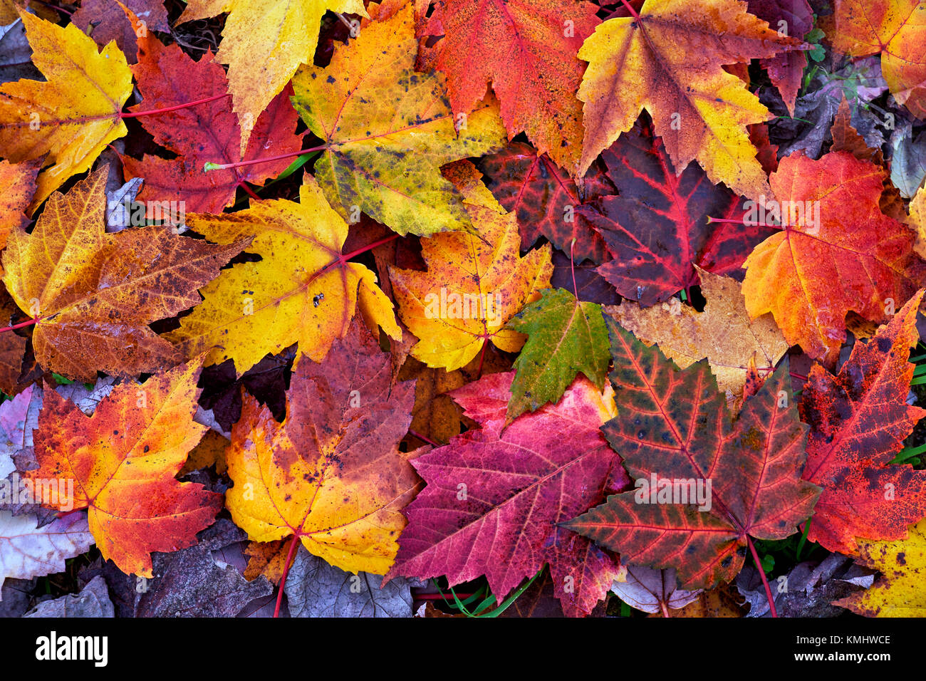 Les feuilles d'automne automne coloré.tons : jaune, ocre, brun, rouge, orange, vert. Banque D'Images
