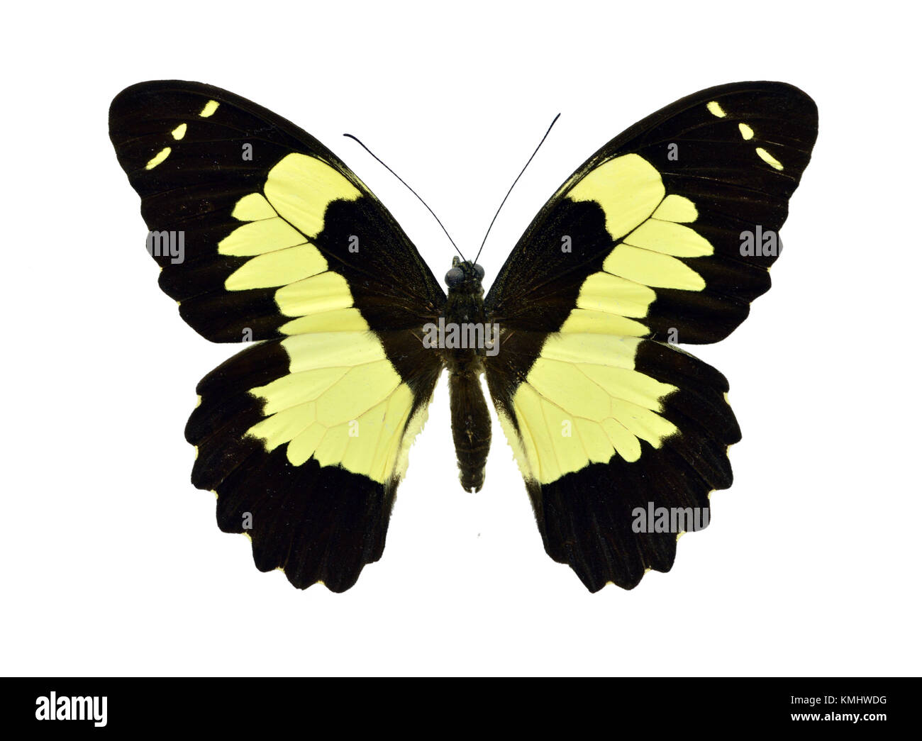 Magnifique papillon exotique coloré Papilio Euchenor isolé sur fond blanc Banque D'Images