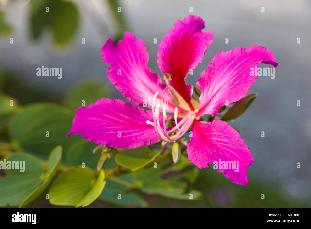 Close up de fleur sur Hong Kong Orchid Tree Banque D'Images