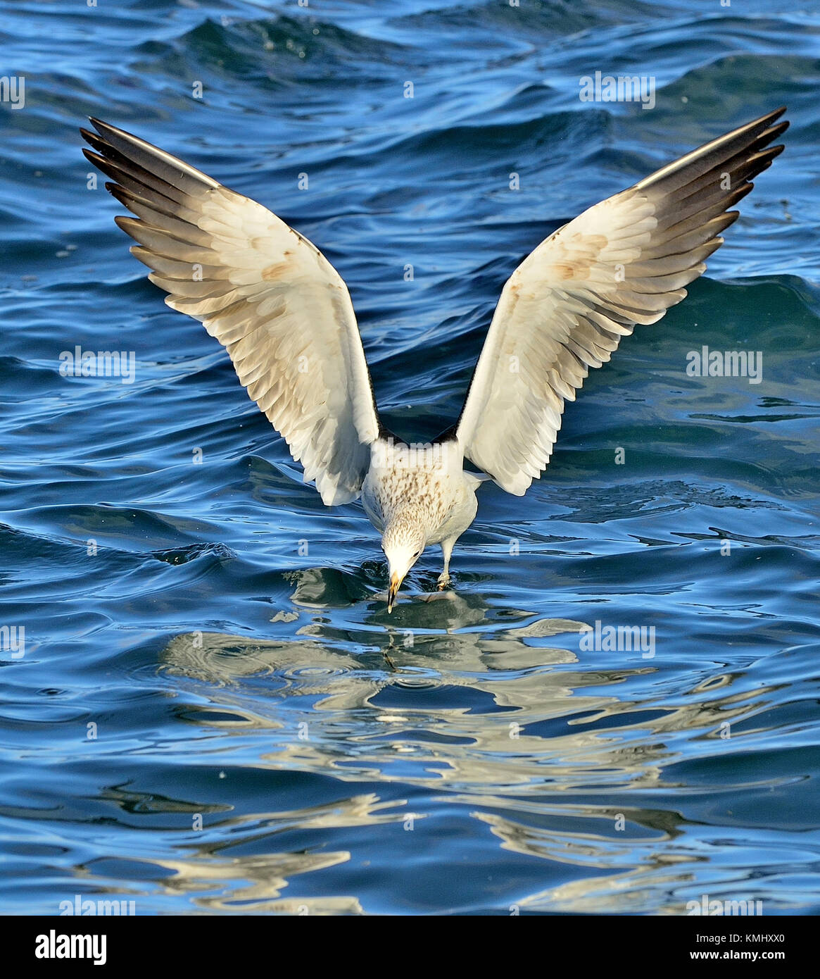 Battant varech juvénile (Larus dominicanus), également connu sous le nom de la République dominicaine et gull mouette de varech noir soutenu. false bay, afrique du sud Banque D'Images