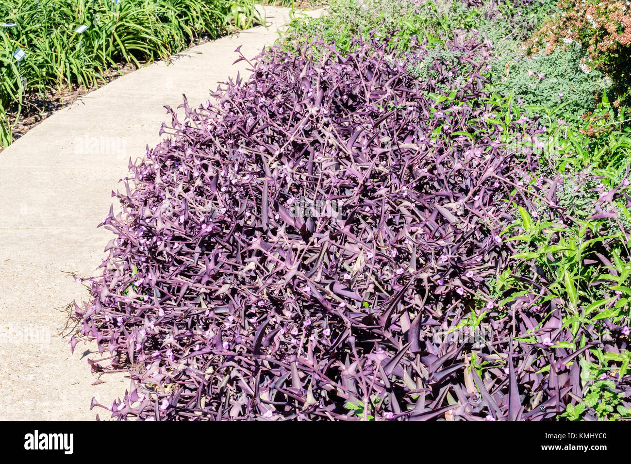 Un chemin à travers le jardin botanique de Will Rogers montrant un lit de Purple Heart fleurs, Juif errant. Oklahoma City, Oklahoma, USA. Banque D'Images