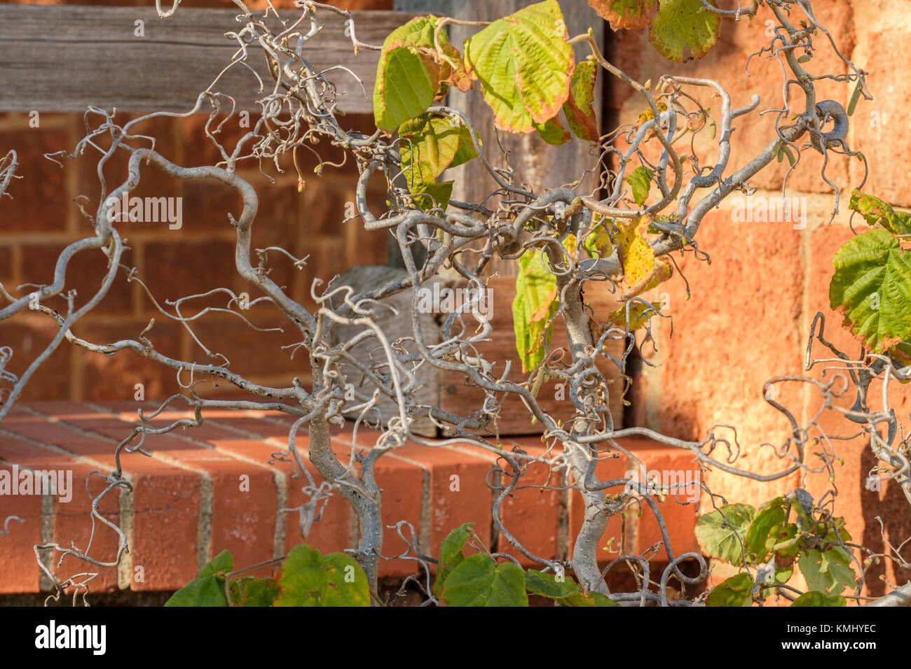 Un noisetier, Avellana contorta, bétulacées, montrant l'onagre corkscrew branches en automne. Oklahoma City, Oklahoma, USA. Banque D'Images