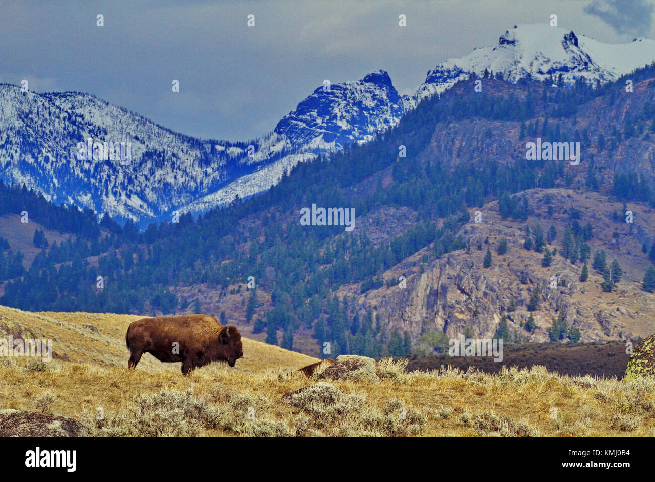 Seul le bison est contre sur fond de montagnes Grand Loop Road Parc National de Yellowstone dans le Wyoming Banque D'Images