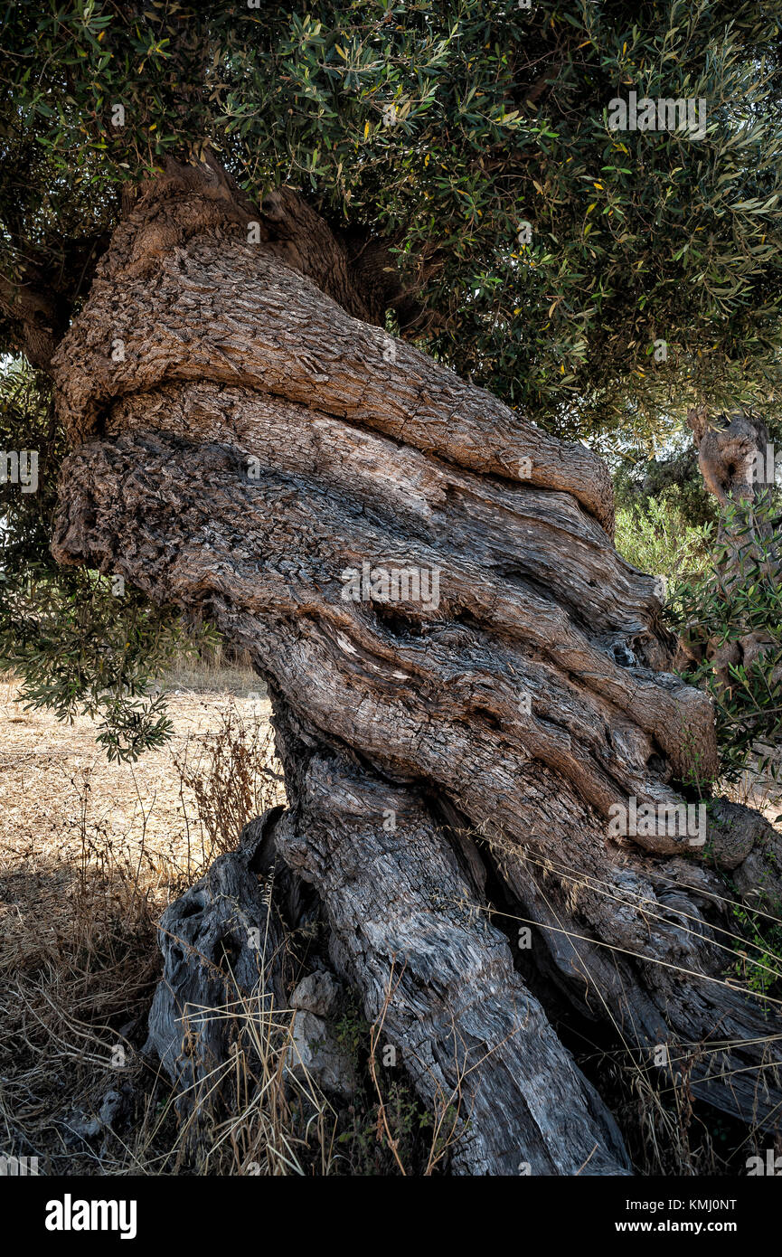 Un merveilleux twisted olive tree, Close up Banque D'Images