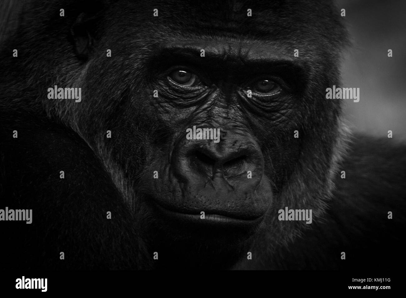 Portrait de gorille en Cantabrie, de cabarceno. Banque D'Images