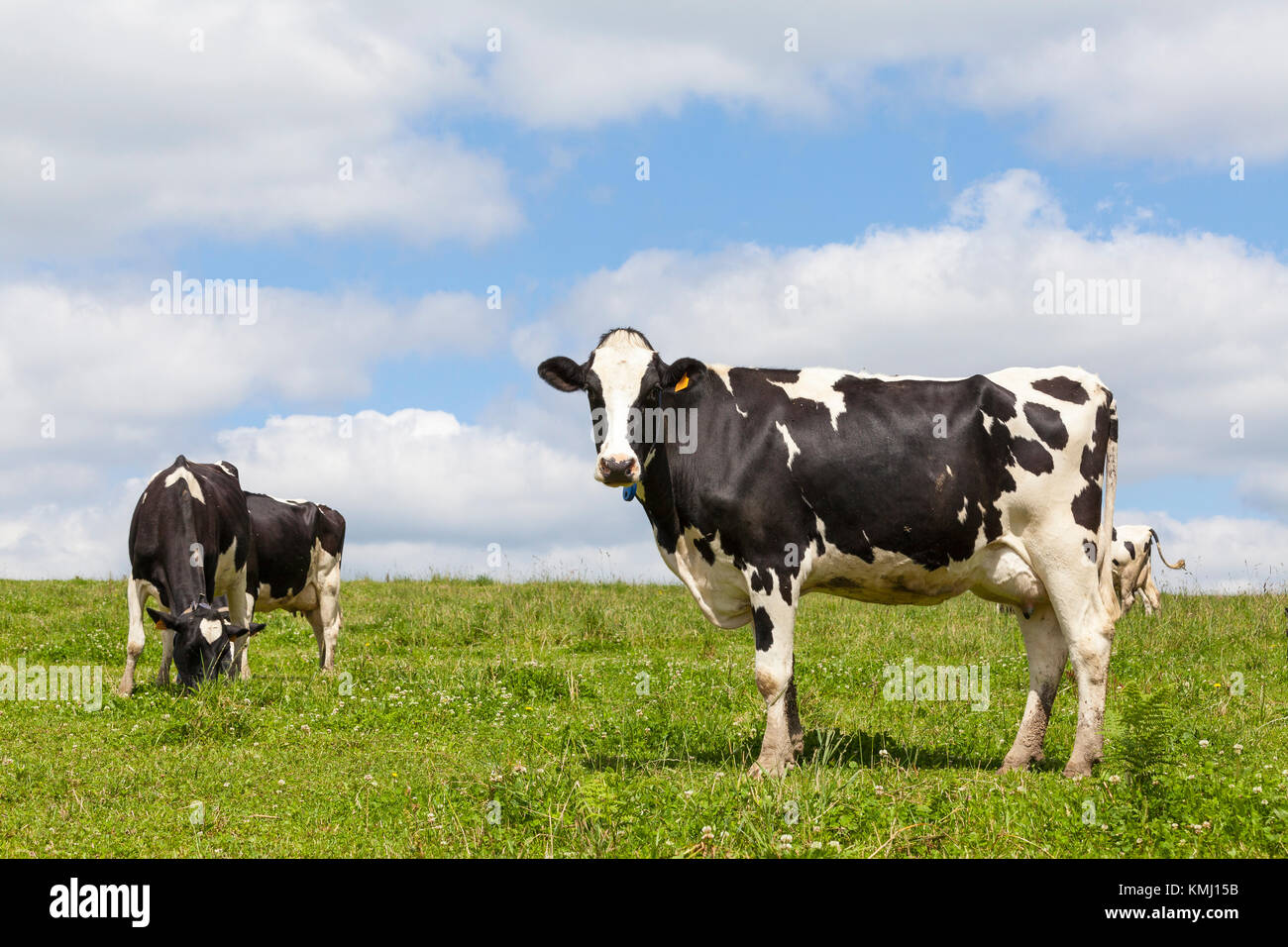 Noir et blanc curieux de vaches laitières Holstein debout sur le côté dans un pâturage verdoyant avec d'autres bovins dans l'élevage derrière sur l'horizon Banque D'Images