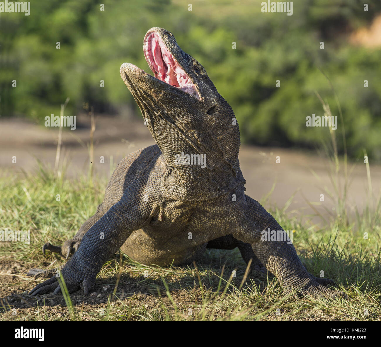Dragon de Komodo a soulevé la tête et ouvrit la bouche. le dragon de Komodo (Varanus komodoensis) est le plus grand lézard vivant dans le monde. sur l'île d'ILC Banque D'Images