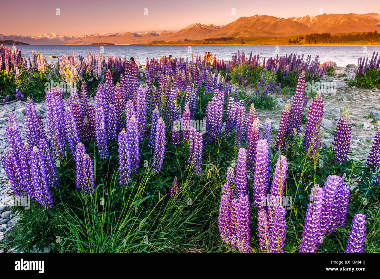 Lupins au Lac Tekapo, Mac Kenzie Pays, la Nouvelle-Zélande. Banque D'Images