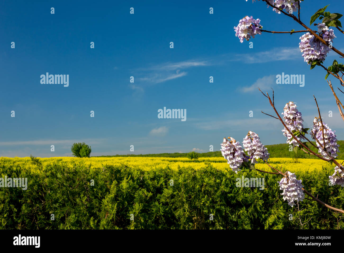 De belles fleurs d'arbre de Paulownia avec ciel bleu, jaune colza en fleur floue et champ de cyprès vert au printemps en Bulgarie Banque D'Images