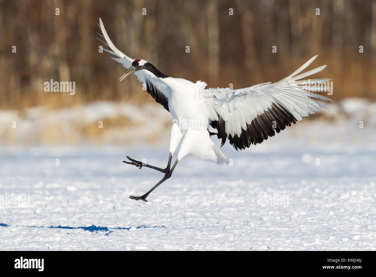 Tête rouge japonais Tancho cranes à Hokkaido, Japon Banque D'Images