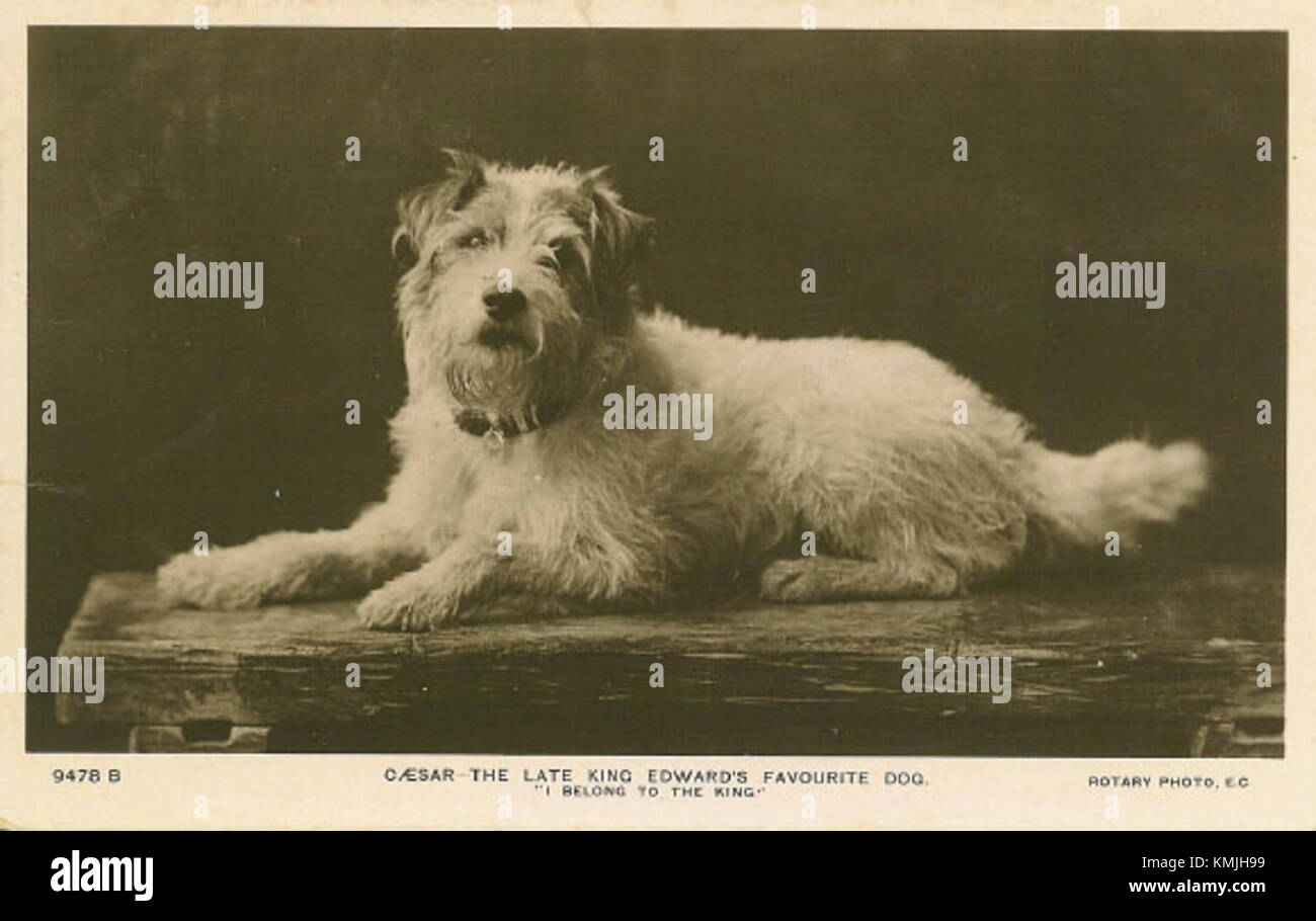 César, le chien du roi, était une figure importante de l'histoire royale, souvent considérée comme un symbole de loyauté et de compagnie dans divers récits historiques. Banque D'Images