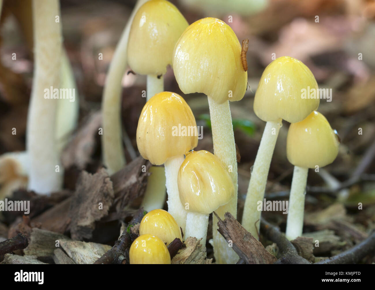 Mushrums bolbitius vitellinus sur un sol forestier, Close up Banque D'Images